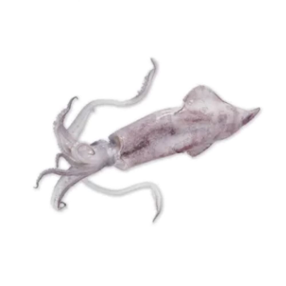 WHOLE SQUID (SOTONG) 200/300 (IQF) 