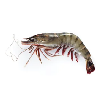 CAT TIGER PRAWN MEAT 41/50 (BHJT)(PUD)(700GM+- X 10 PKT)/CTN
