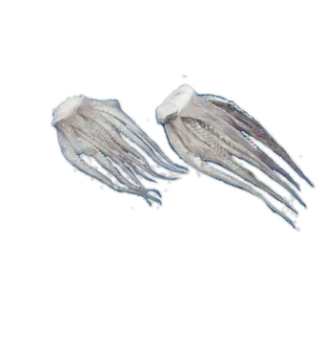 CUTTLEFISH HEAD 100UP