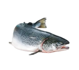 FROZEN 3/4 WHOLE SALMON (KG)